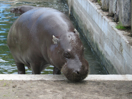 Pigimot