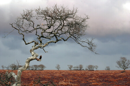 Древо Жизни