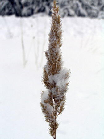 Былинка