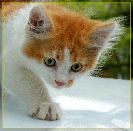 солнечный котик