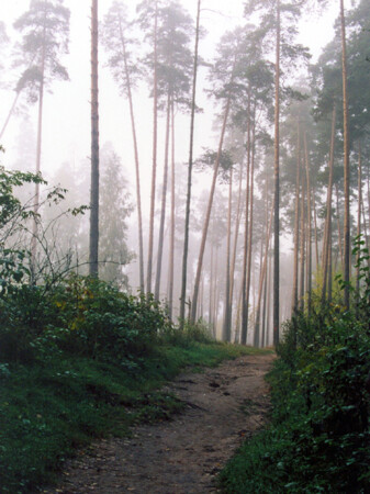 туманная тропинка
