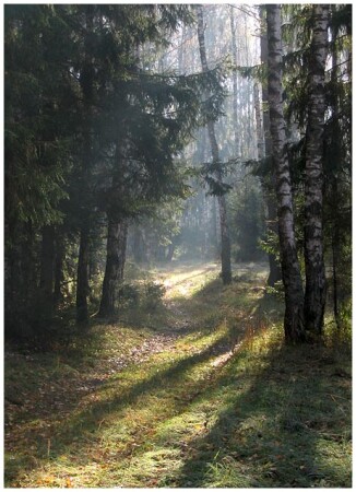 Осенний лес