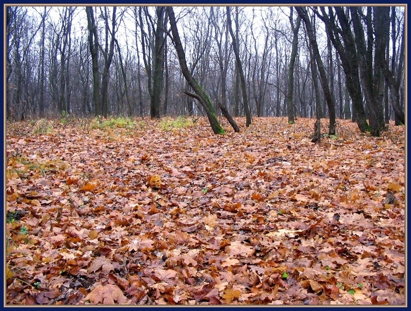 Золото