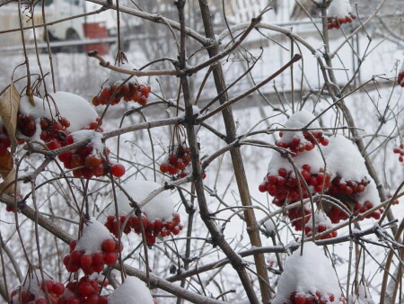 подходи, налетай,калина свежемороженая!