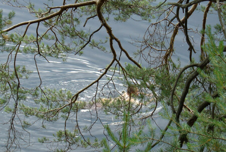 подглядывая