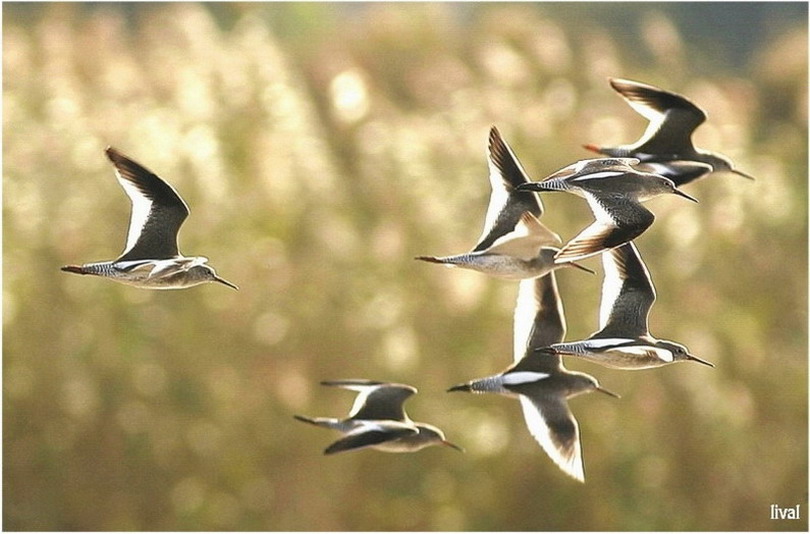 Кулик песчанка Calidris alba.В полете.