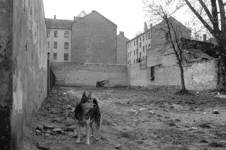 V prostranstve goroda vibitij zub
