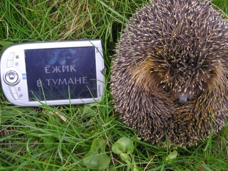Ежик в тумане