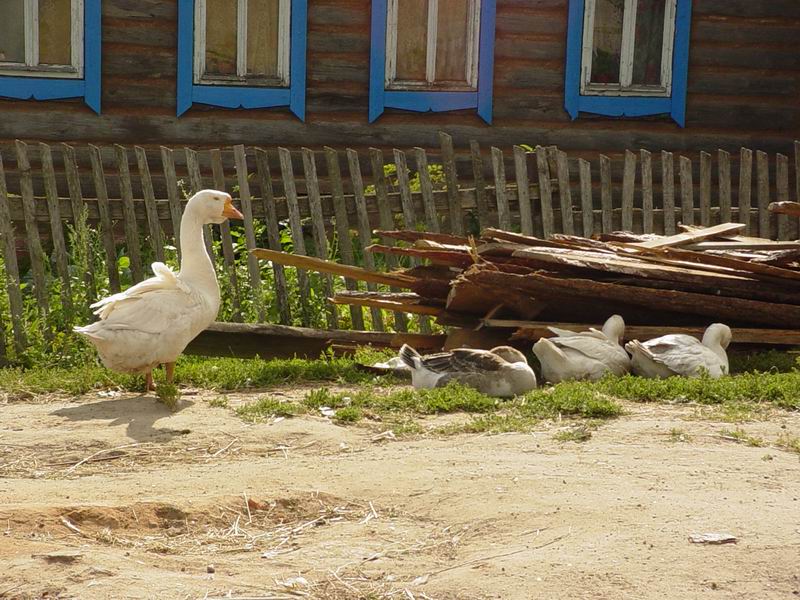 Гусиный гарем