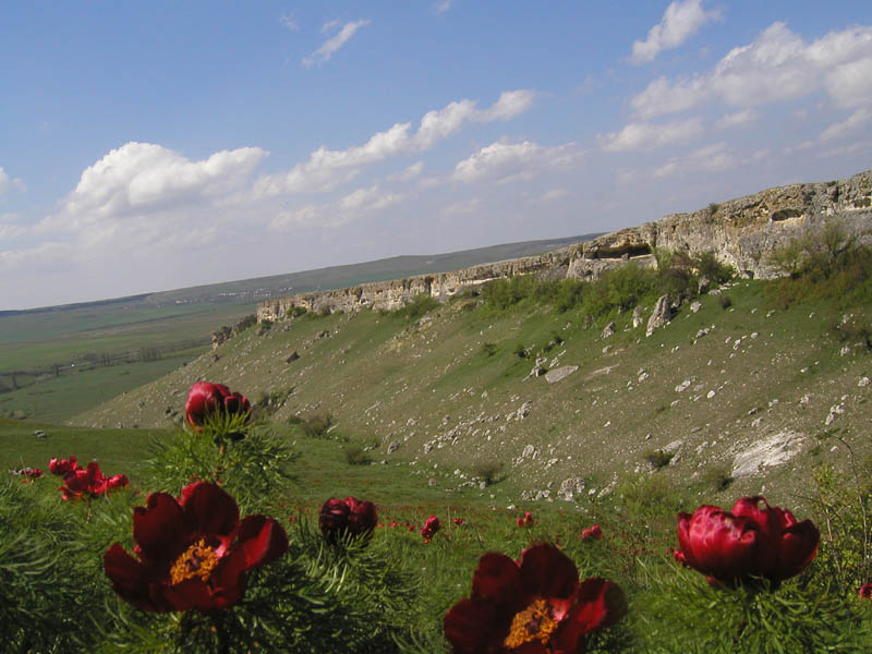 Красные пионы (Крым)