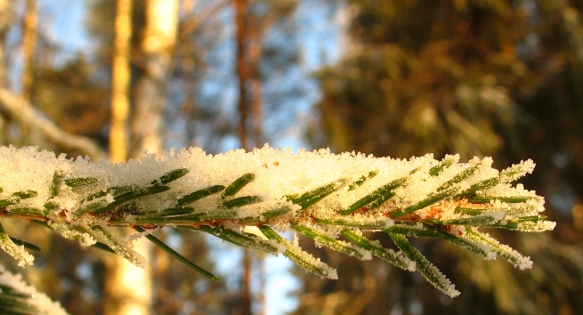 лапка под одеяльцем