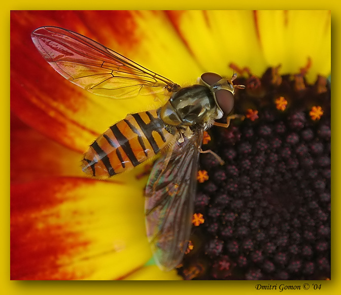 ~Воспоминания о лете~ (Episyrphus balteatus)