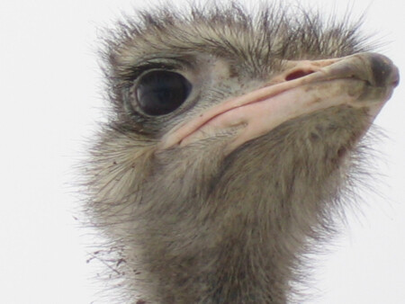 Страус - птица гордая...