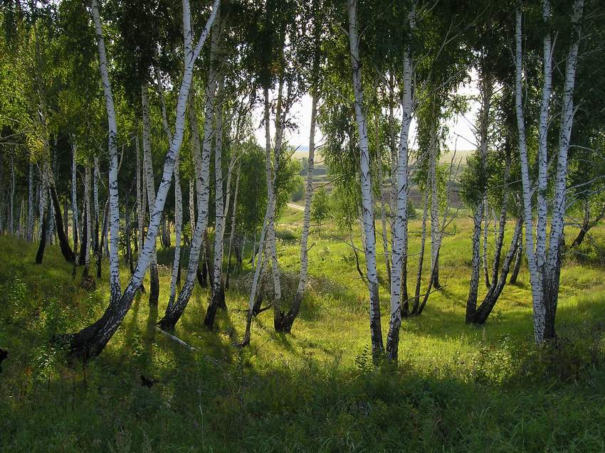 И лес прозрачен словно вымытый