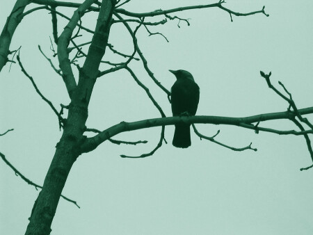 Послесловие...