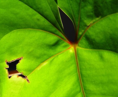 бризгливость