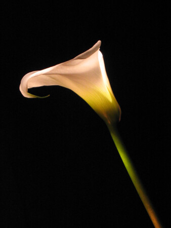 Зантедеския эфиопская