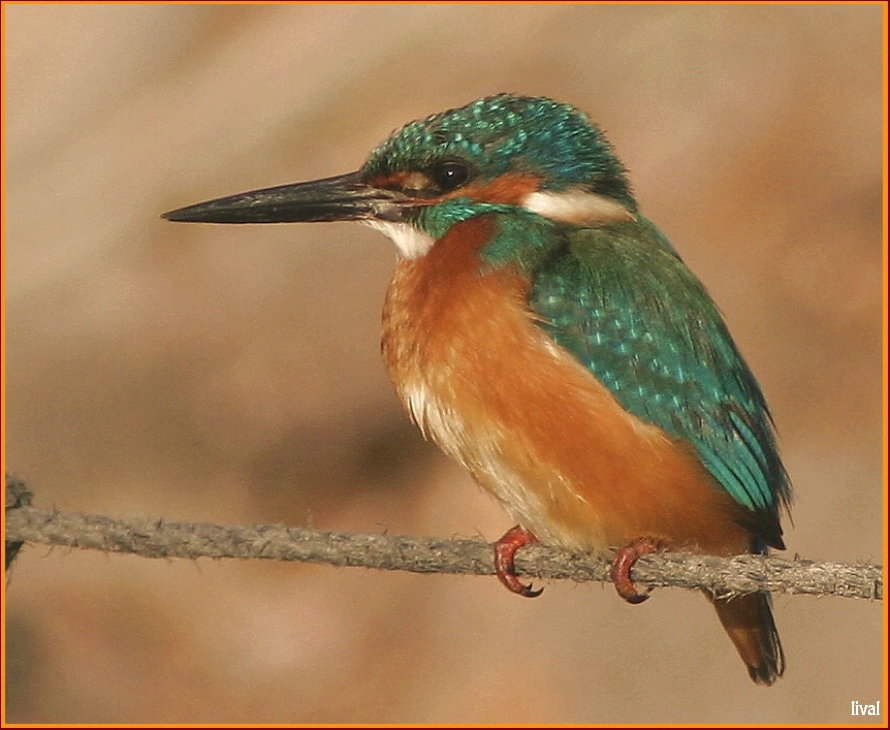 УКРАШАЕМ ЕЛКУ ЗИМОРОДОК Common Kingfisher