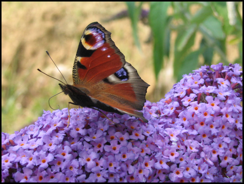 butterfly [uk]