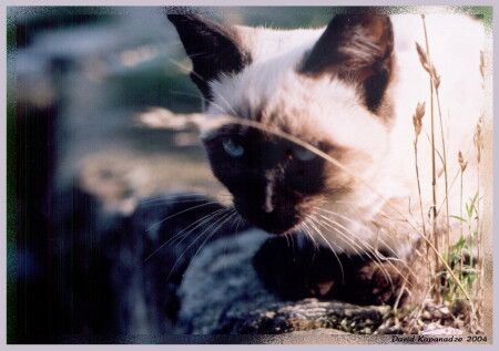 СИАМСКАЯ КОШКА