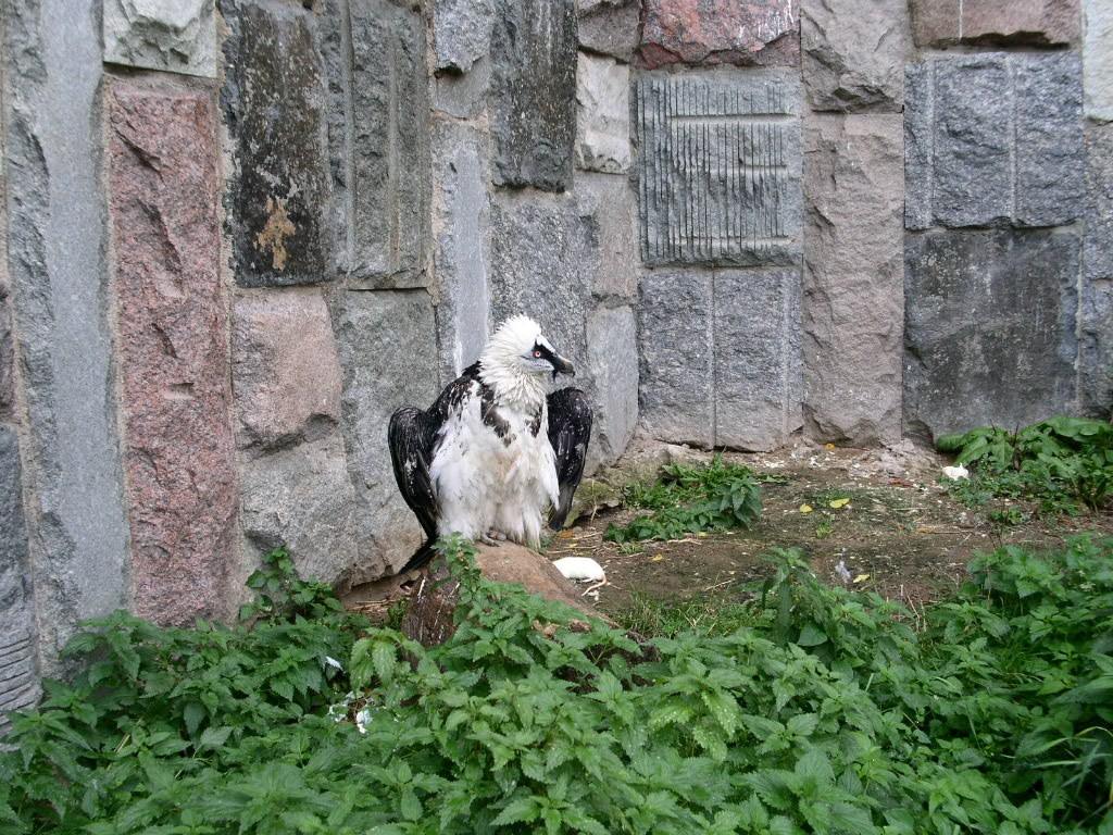Бородач