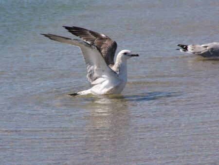 Вот я какая