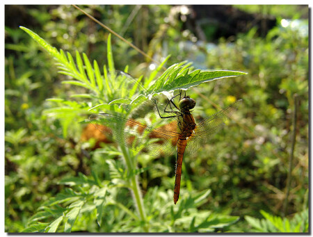 Насекомые #1