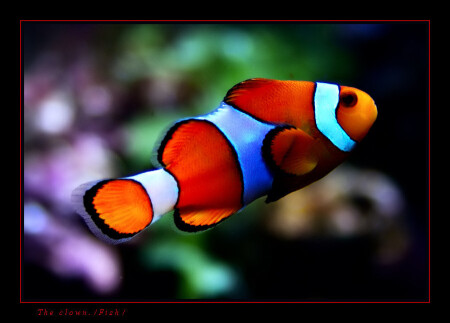 ~"The Clown"~