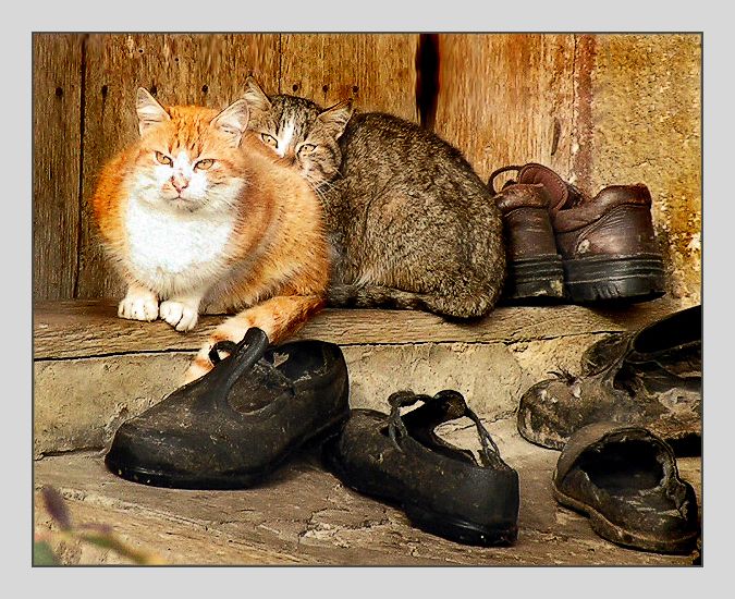 Левая кошка, правая кошка...