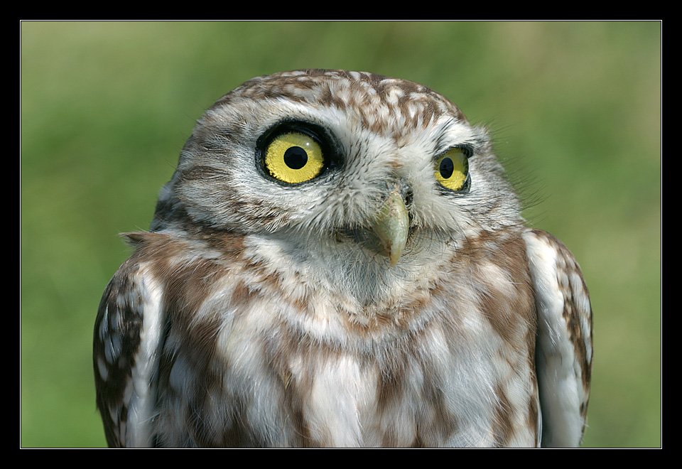 Little Owl - Athene noctua ( Repost )