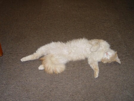 Новый Год удался