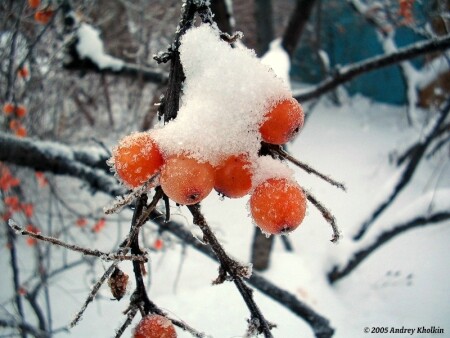 Уральские апельсины