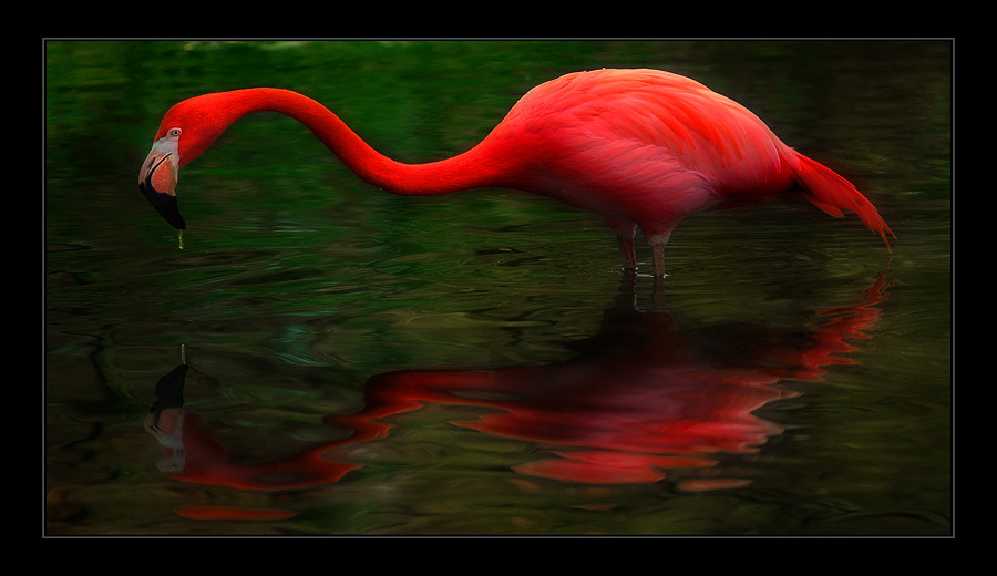 Drop and Flamingo