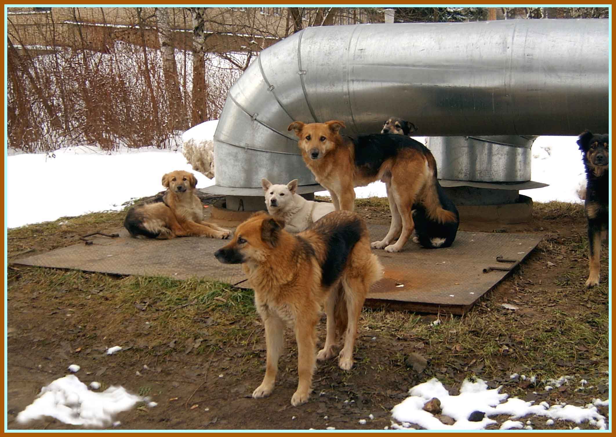 Жизнь собачья