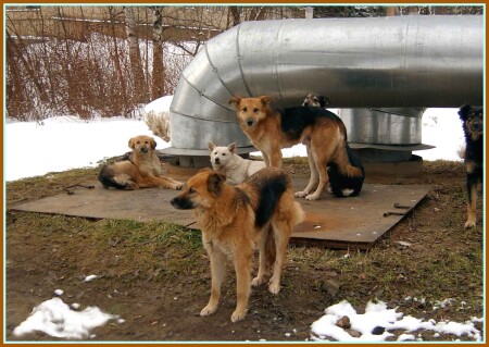 Жизнь собачья