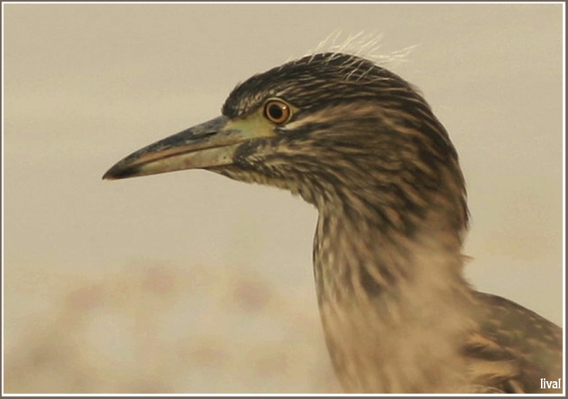 НОЧНАЯ ЦАПЛЯ КВАКВА Nucticorax nucticorax