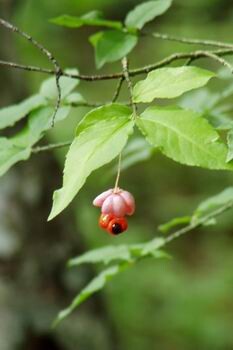 чудо-цветок