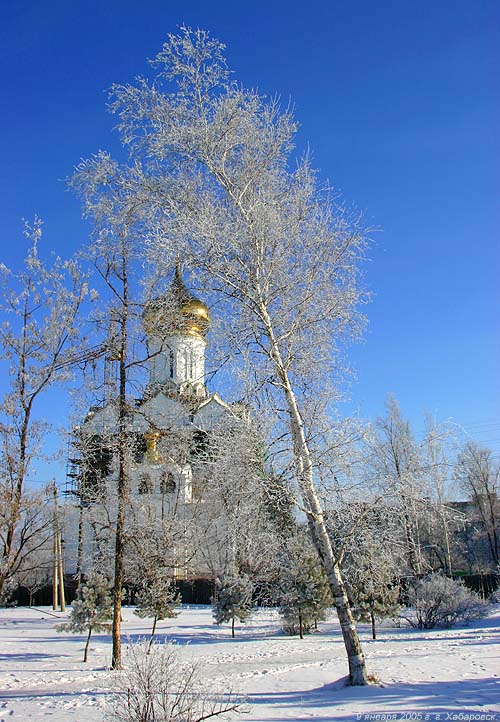 Белая берёза