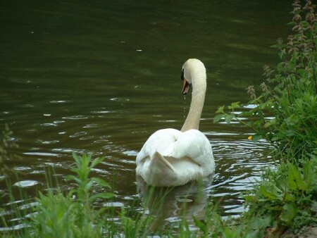 Кенвудский лес