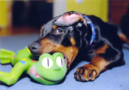 Как мы душили жабу!