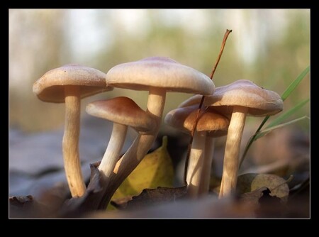 Дружная семья