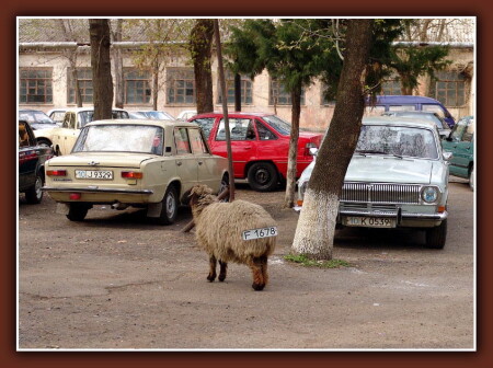 Опять жигуль моё место занял!...
