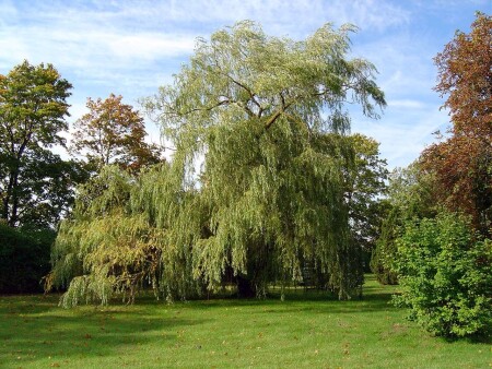 Во поле березка стояла