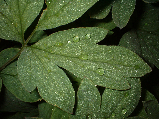 Drops