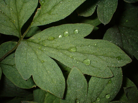 Drops
