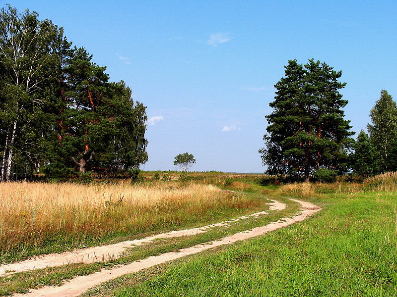Лесная дорога