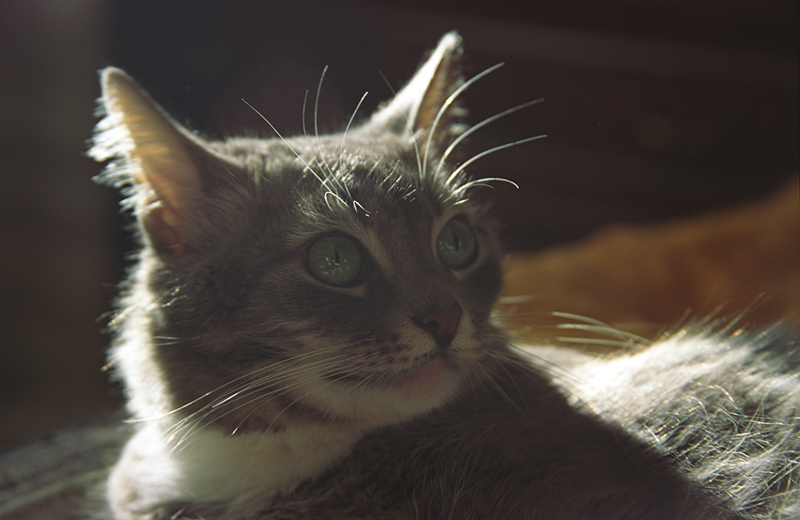 Кошака