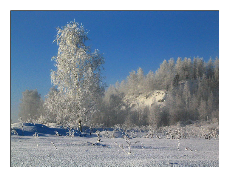 Берёзка