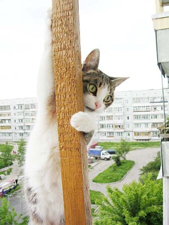 Стриптиз на высоте птичьего полета