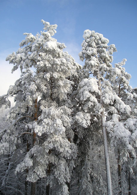 Зимняя красота 